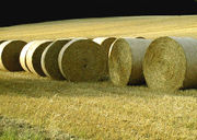 balesofstraw.jpg