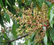 mangoflower.jpg