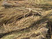 reapedwheat.jpg