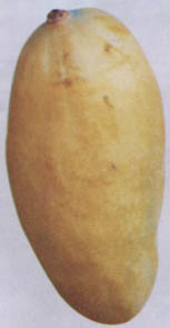 sindhri.jpg